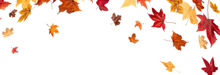 Falling leaves, autumn foliage on transparent background, beautiful background of orange and gold leaves. Vector maple leaf, png, flying foliage from tree.	
