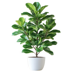 Fiddle leaf fig plant in white pot