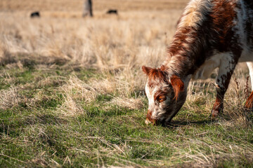 australian beef cattle grazing on pasture grass in a paddock. Beef Cows Moving Through Dry...