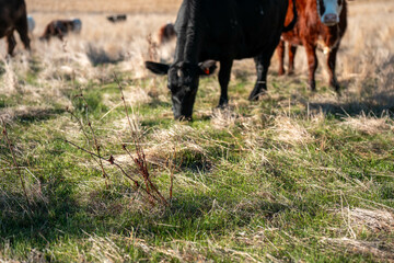 australian beef cattle grazing on pasture grass in a paddock. Beef Cows Moving Through Dry...