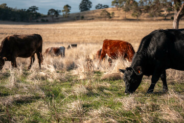 Carbon neutral cattle farming in a free range field on a farm in Australia  beautiful cattle in Australia eating grass, grazing on pasture. Herd of cows free range beef being regenerative raised
