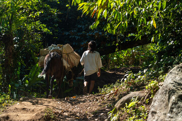 An indigenous Kogui Tayrona peasant man walking with his mule through the jungle of the Sierra...