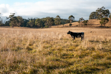 australian beef cattle grazing on pasture grass in a paddock. Beef Cows Moving Through Dry Grassland, Australian Farm Scene