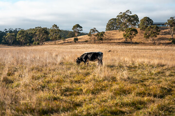 Carbon neutral cattle farming in a free range field on a farm in Australia  beautiful cattle in Australia eating grass, grazing on pasture. Herd of cows free range beef being regenerative raised