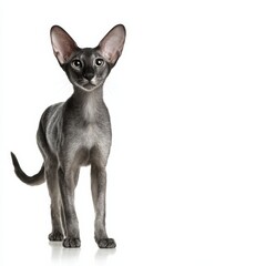 Elegant Oriental Shorthair Cat Standing with Large Ears and Alert Eyes
