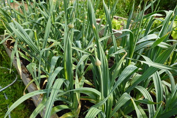 Garlic plants growing in raised garden bed with seed pods forming