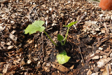 Young zucchini plant growing in wood chip mulch