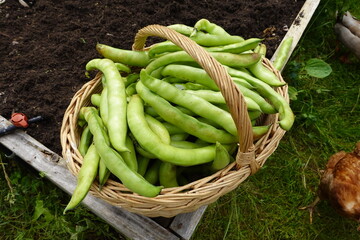 Farmer holding freshly picked broad beans in wicker basket