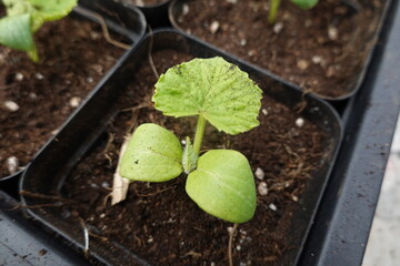 Young plant growing in potting soil inside greenhouse