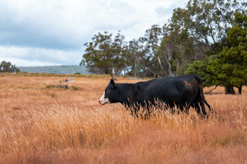 australian beef cattle grazing on pasture grass in a paddock. Beef Cows Moving Through Dry...