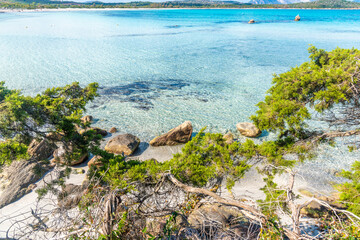 Plants by the sea in Lu Impostu beach in Sardinia