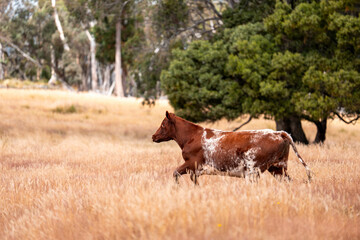 australian beef cattle grazing on pasture grass in a paddock. Beef Cows Moving Through Dry...