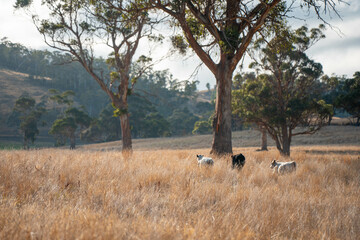 australian beef cattle grazing on pasture grass in a paddock. Beef Cows Moving Through Dry...