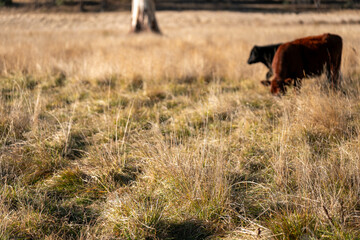 Carbon neutral cattle farming in a free range field on a farm in Australia  beautiful cattle in Australia eating grass, grazing on pasture. Herd of cows free range beef being regenerative raised
