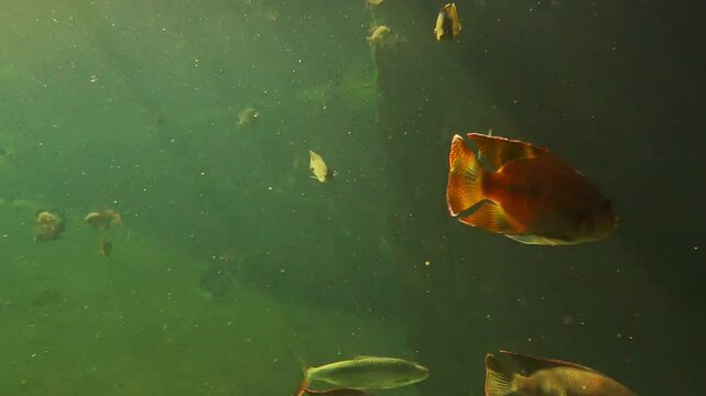 Group of tropical fish of Tanganyika Lake swimming in the clear blue water