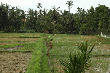 Beautiful rice fields and green palms outdoors