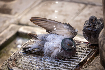 Pigeons refresh themselves in the city heat at a fountain in Venice