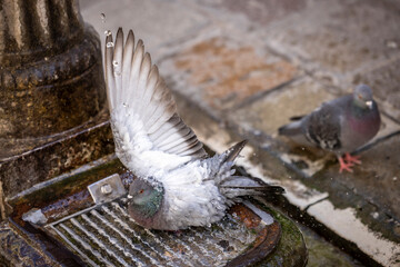 Pigeons refresh themselves in the city heat at a fountain in Venice