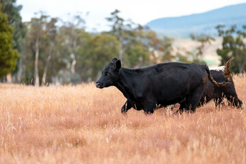 australian beef cattle grazing on pasture grass in a paddock. Beef Cows Moving Through Dry Grassland, Australian Farm Scene