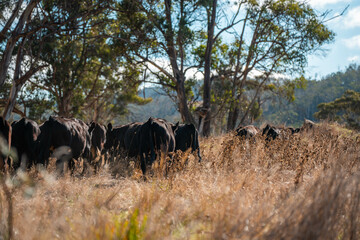 australian beef cattle grazing on pasture grass in a paddock. Beef Cows Moving Through Dry...