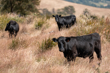 australian beef cattle grazing on pasture grass in a paddock. Beef Cows Moving Through Dry Grassland, Australian Farm Scene