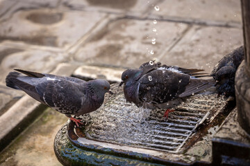 Pigeons refresh themselves in the city heat at a fountain in Venice