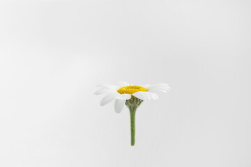 Beautiful chamomile flower bud on white background