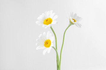 Three beautiful chamomile flowers on white background