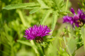Centaurea hypoleuca, John Coutts, Asteraceae family. Botanical School Garden, Hanover, Germany.