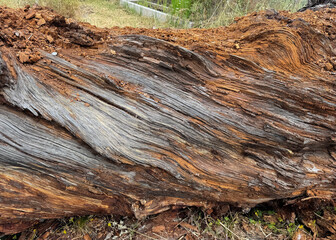 centuries-old pine trunk with cracked bark and dramatic natural textures