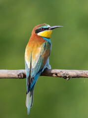 European bee-eater, merops apiaster. A bird sitting on a branch on a beautiful green background