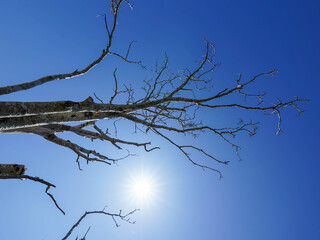 Bare tree branches stretch out against a deep blue sky with the sun shining brightly below