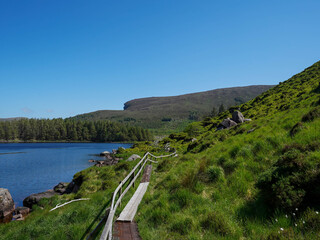 The wooden boardwalk leads through dense green ferns toward a serene forest and lake
