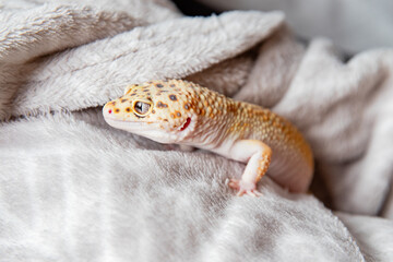 curious leopard gecko looking away