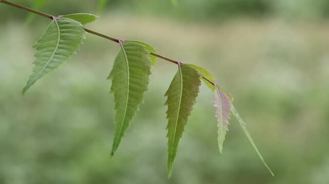 Greenish young neem leaves breezes in the morning sunlight looking brownish leaf on the edges