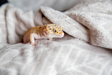 cute eublephar close-up on a soft blanket