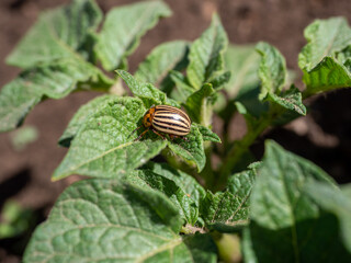 Colorado potato beetle on green potato leaves, perched and ready to feed in a garden environment with copy space