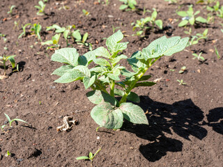 Young potato bush, healthy and green, growing in rich soil under the bright sun with copy space