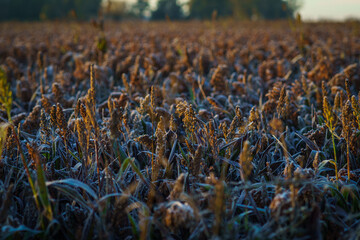 Frozen field of corn  in winter
