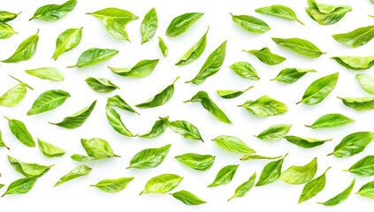 A white background showcases fresh bay laurel twigs, adding a refreshing kitchen herb element to elevate and perfect your culinary skills through ideal seasoning