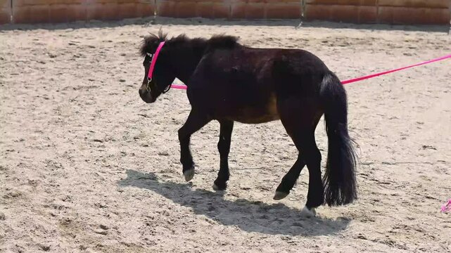 Longeing or lungeing a young horse and training in circles around the handler