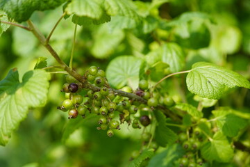 Unripe blackcurrant (Ribes nigrum) of the Grossulariaceae family. Hannover Botanical School Garden, Germany.