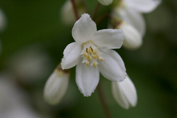 Slender deutzia