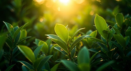 Lush green foliage bathed in warm sunlight, showcasing vibrant leaves and natural bokeh