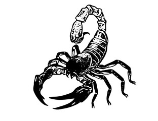 Black and white vector of a scorpion with claws forward. Ideal for icons, warning signs, tattoos, and entomology content. Clean, editable EPS for flexible usage.