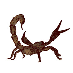 Stylized red-brown scorpion in vector form. High detail design for use in science, horror themes, or desert wildlife visuals. EPS format ensures flexibility and precision.