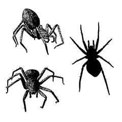 Vector illustration of various spiders in different positions. Perfect for educational materials, horror-themed designs, or natural science projects. Clean and detailed EPS format.