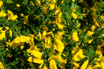 Fototapeta premium Broom flowers with a bee
