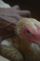 A close-up shot of a chicken's head, showing its detailed eye, pink comb, and light-colored feathers, with a blurred background.
