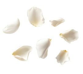 flying white rose petals isolated on transparent background cutout